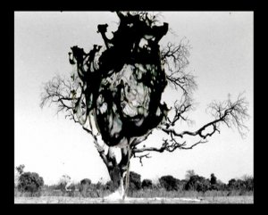 06. Charley CASE - Video - Atomic tree - 2006 | video dvd-r | 3 min 33 | (...)