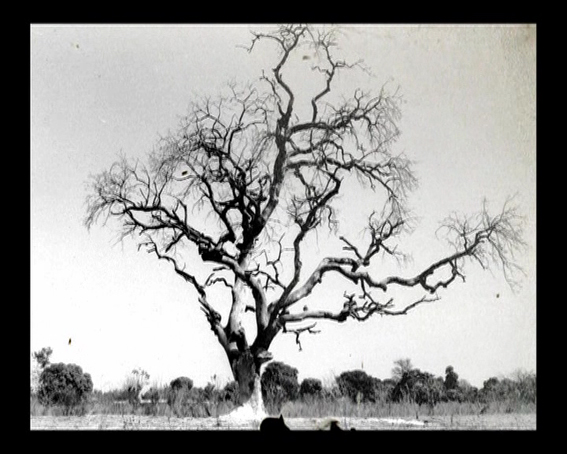 05. Charley CASE - Video - Atomic tree - 2006 | video dvd-r | 3 min 33 | (...)